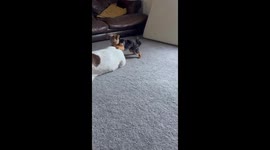 Impolite Yorkie Pup