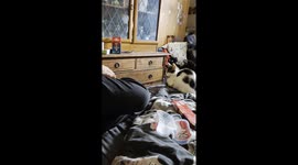 Cat Disregards Personal Space