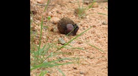 Dung Beetles at Kruger National Park