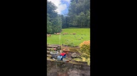 Family of Foxes Gathers in Yard