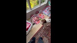 German Shorthaired Pointer Concerned About Crying
