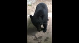 US homeowner teaches bear to sit on command