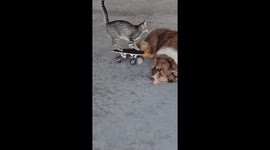 Skateboarding Cat Runs Into Dog