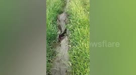 Farmers chase away 12ft crocodile caught in field