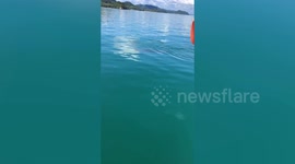 Whale shark emerges from sea and swims near boats