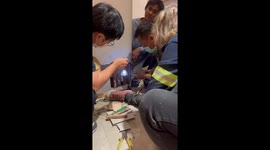 Kitten trapped behind hotel room wall rescued by firefighters