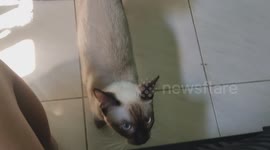 Siamese cat looks annoyed with dog bothering her
