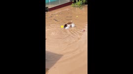 Resident floats pet dog to safety through floods