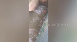 Missing pet dog found stuck in dam amid raging water rescued
