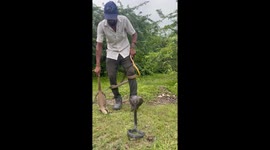 Rescue operation in Rajsamand: monitor lizard and multiple snakes saved