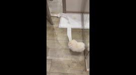 Dog in Kharkiv carries toilet paper