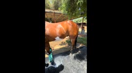 San Diego horse hilariously stomps while being washed