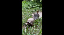 Turtle falls after attempting to climb another in Burke, Virginia