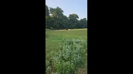 Turkey chases calf, mother cow joins in pursuit in Melbourne, Florida