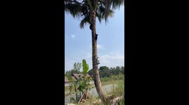Three cats climb tree to escape dogs in Yogyakarta, Indonesia