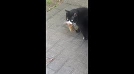 Cat drops rodent after owner's command in Wilmington, Massachusetts