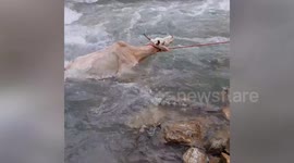 Brave firefighters in northern India rescue cow trapped in rapid river currents
