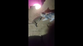 Kitten carries a mouse as big as itself