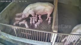 Mother pig accidentally lays on piglet before owner rescues baby animal