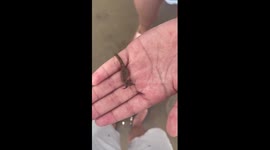 Beachgoer finds tiny seahorse in sea in China