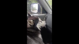 Husky falls asleep in car with nose pressed against fan blower