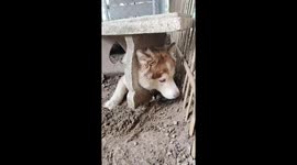 Husky with head stuck in concrete bench rescued by pet owner
