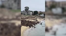 Hundreds of sea lions take over California beach