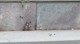 Ants band together to carry huge insect up a step