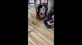 Dog Meets His New Twin Sisters