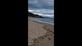 Seagull wanders at Gullane beach while holding a crab in his mouth