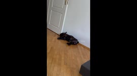 French Bulldog Snores Sound Like Air Defense