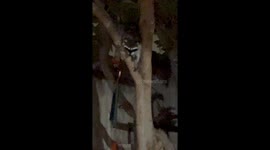 Raccoon Uses Wind Chime to Taunt Man