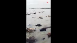 Helpless animals hit hard by devastating monsoon floods in Bangladesh