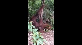 Behavior of Bornean Orangutans, In Their Natural Habitat, Central Kalimantan Orangutans