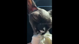 Sphynx Cat Tries a Pup Cup