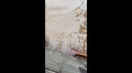 Mole rescued from flood in northern Thailand
