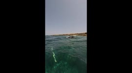 Dog Dives Down to the Seafloor