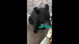 Wild Black Bear Enjoys Getting Its Back Scratched
