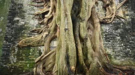 China: Trees Roots Deep Into The Brick Cracks of the Ancient City wall in Nanning