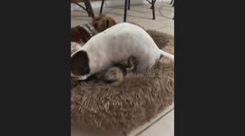 Pup Plays With Prairie Dogs