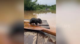 Stranded mole rescued from floods in Thailand