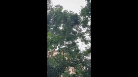 Kind local builds nest for injured fledgling in China