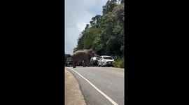 Wild elephant reaches its trunk into cars to search for food