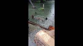 Giant monitor lizards wrestle in pond