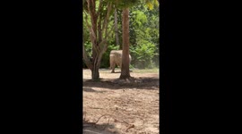 Elephant has fun playing with old tyre