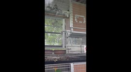 Clever pet parrot unlocks door to escape