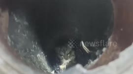 Pet kitten stuck in toilet drain pipe rescued