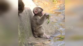 Baby monkey delights visitors at Milwaukee County Zoo