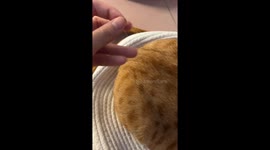 Sensitive cat reacts humorously to teasing in China