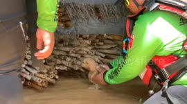 Rescue team save puppies stranded in floods in Thailand